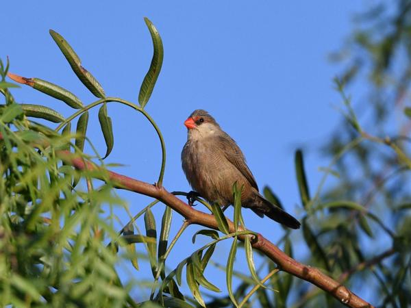 <h3><a href="/trips/grancanaria-2023/biota/animalia/chordata/aves/040 passeriformes/115 estrildidae/estrilda astrild/estrilda astrild-nl.html">Estrilda&nbsp;astrild</a> / Common&nbsp;waxbill / Sint‑helenafazantje</h3>NIKON D500 met 500.0 mm f/5.6, 1/3200 sec  bij F5.6, ISO 500, afstand 13.3&nbsp;m